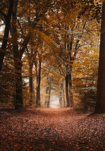 autumn, path, grove Wallpaper 1668x2388