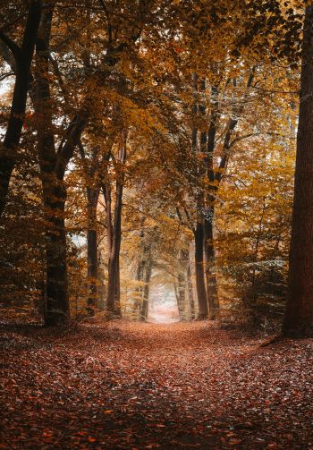 autumn, path, grove Wallpaper 1640x2360