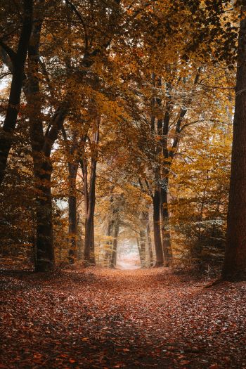 autumn, path, grove Wallpaper 640x960