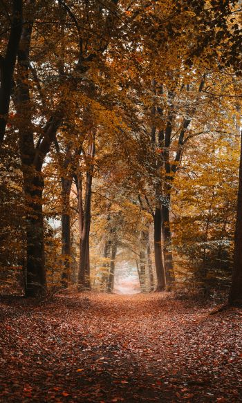 autumn, path, grove Wallpaper 1200x2000
