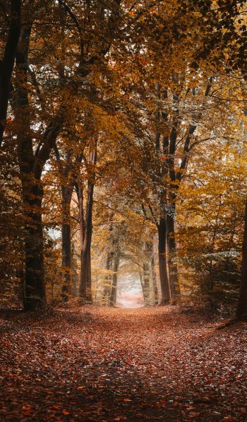 autumn, path, grove Wallpaper 600x1024
