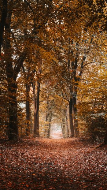 autumn, path, grove Wallpaper 640x1136