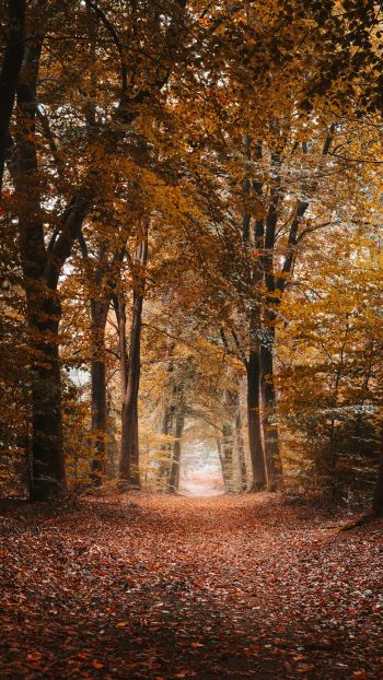 autumn, path, grove Wallpaper 750x1334