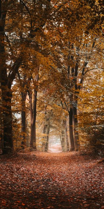 autumn, path, grove Wallpaper 720x1440