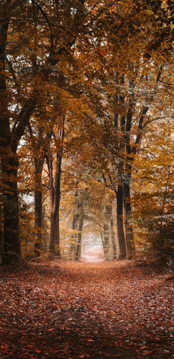 autumn, path, grove Wallpaper 1080x2220