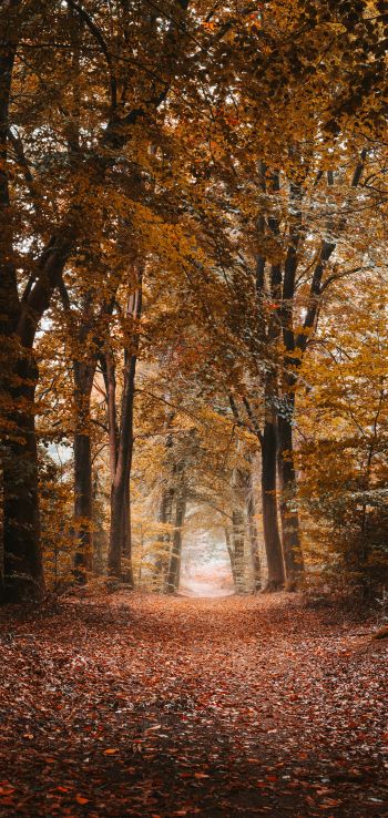 autumn, path, grove Wallpaper 1080x2280