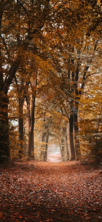 autumn, path, grove Wallpaper 1080x2340