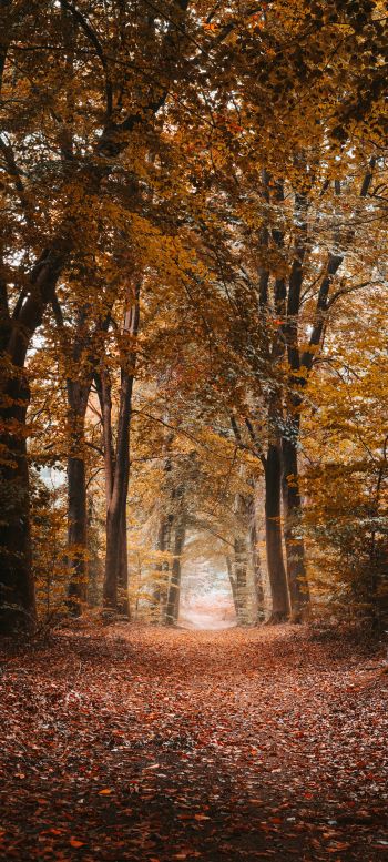 autumn, path, grove Wallpaper 1440x3200