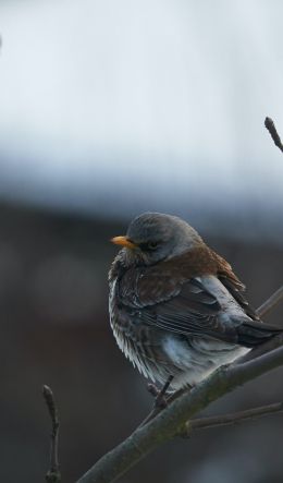 finch, sparrow, wild nature Wallpaper 600x1024