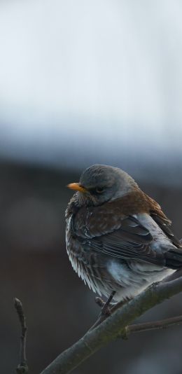 finch, sparrow, wild nature Wallpaper 1080x2220