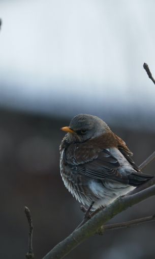finch, sparrow, wild nature Wallpaper 1200x2000