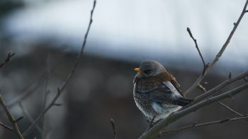 finch, sparrow, wild nature Wallpaper 3840x2160