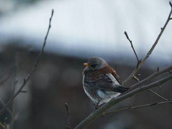 finch, sparrow, wild nature Wallpaper 1024x768