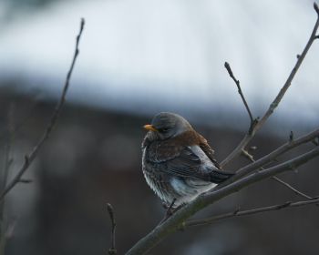 finch, sparrow, wild nature Wallpaper 1280x1024