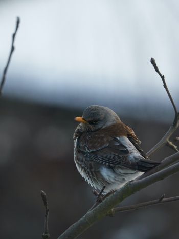 finch, sparrow, wild nature Wallpaper 2048x2732