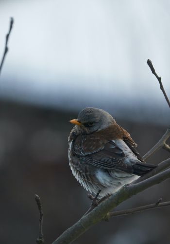 finch, sparrow, wild nature Wallpaper 1668x2388