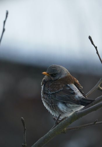 finch, sparrow, wild nature Wallpaper 1640x2360