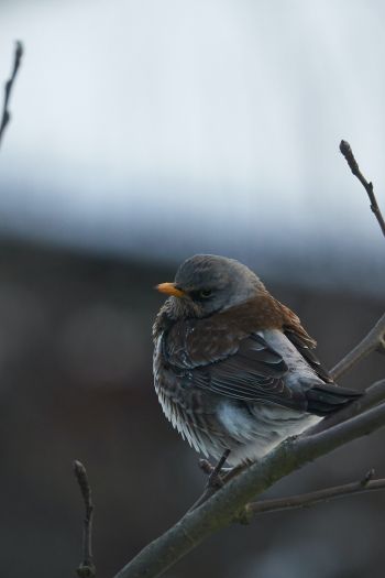 finch, sparrow, wild nature Wallpaper 640x960