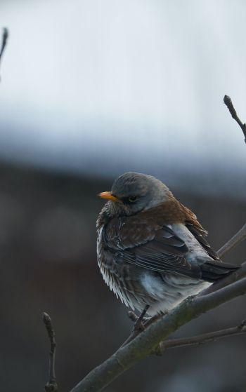 finch, sparrow, wild nature Wallpaper 1752x2800