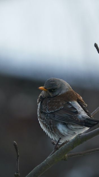 finch, sparrow, wild nature Wallpaper 640x1136