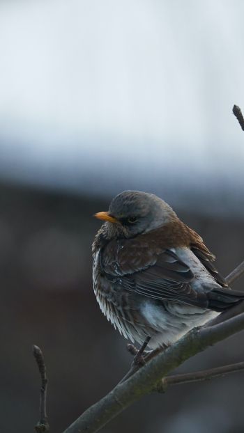 finch, sparrow, wild nature Wallpaper 1080x1920