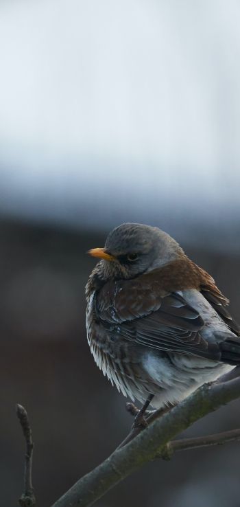 finch, sparrow, wild nature Wallpaper 720x1520