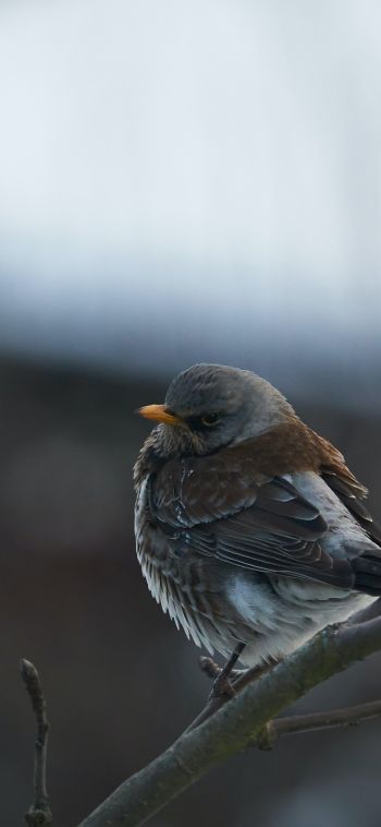 finch, sparrow, wild nature Wallpaper 1080x2340