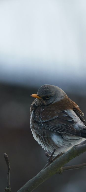 finch, sparrow, wild nature Wallpaper 1080x2400