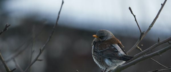 finch, sparrow, wild nature Wallpaper 2560x1080