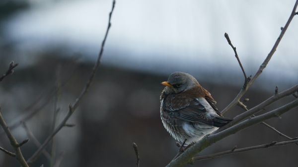 finch, sparrow, wild nature Wallpaper 1280x720