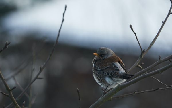 finch, sparrow, wild nature Wallpaper 2560x1600