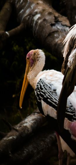 Nandankanan Zoo Road, Bhubaneswar, Odysha, India, stork, bird Wallpaper 1080x2340