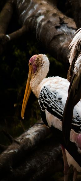 Nandankanan Zoo Road, Bhubaneswar, Odysha, India, stork, bird Wallpaper 1440x3200