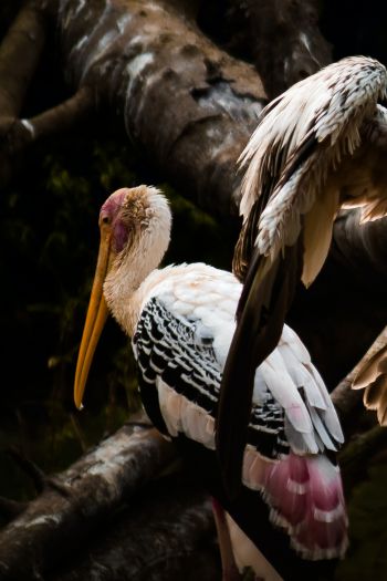 Nandankanan Zoo Road, Bhubaneswar, Odysha, India, stork, bird Wallpaper 640x960