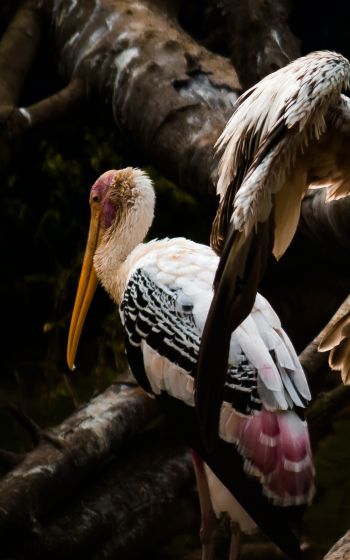 Nandankanan Zoo Road, Bhubaneswar, Odysha, India, stork, bird Wallpaper 1600x2560