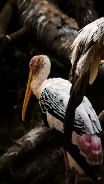 Nandankanan Zoo Road, Bhubaneswar, Odysha, India, stork, bird Wallpaper 640x1136