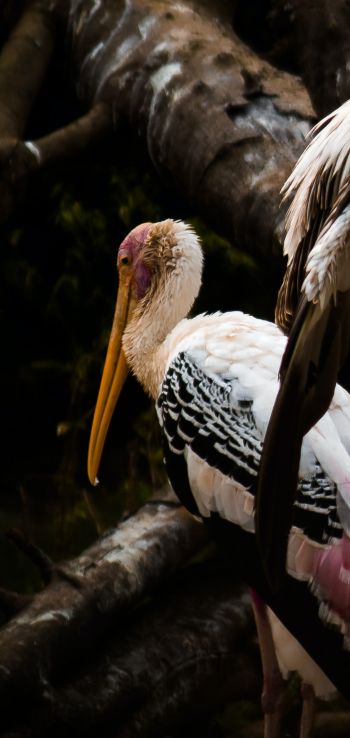 Nandankanan Zoo Road, Bhubaneswar, Odysha, India, stork, bird Wallpaper 1080x2280
