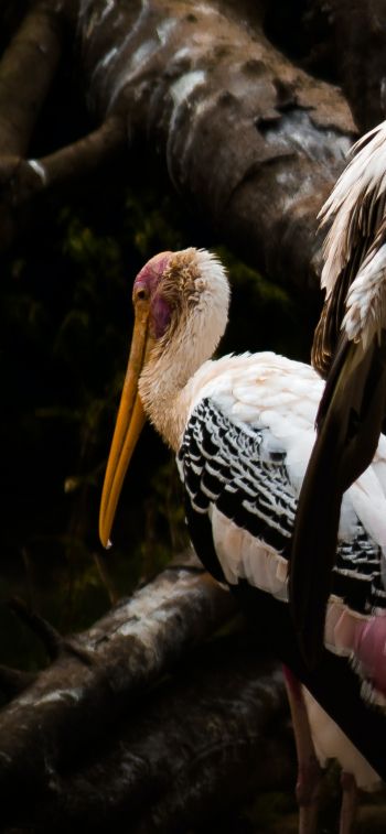 Nandankanan Zoo Road, Bhubaneswar, Odysha, India, stork, bird Wallpaper 1125x2436