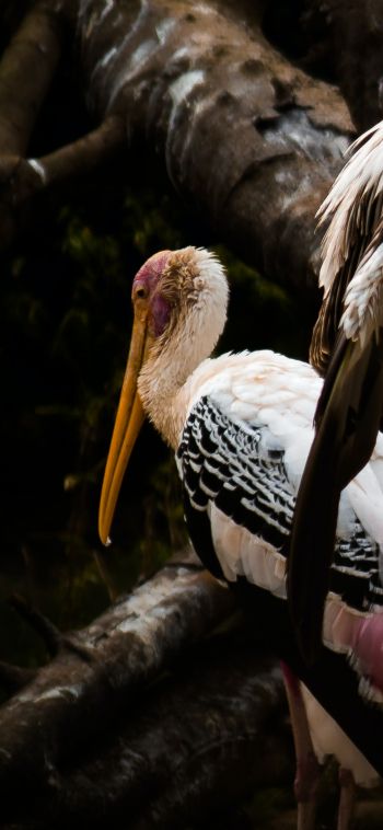 Nandankanan Zoo Road, Bhubaneswar, Odysha, India, stork, bird Wallpaper 1080x2340