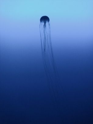 Kanagawa, Japan, jellyfish, sea Wallpaper 2112x2815