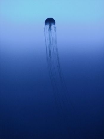 Обои 1620x2160 Канагава, Япония, медуза, море