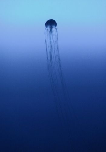 Kanagawa, Japan, jellyfish, sea Wallpaper 1668x2388