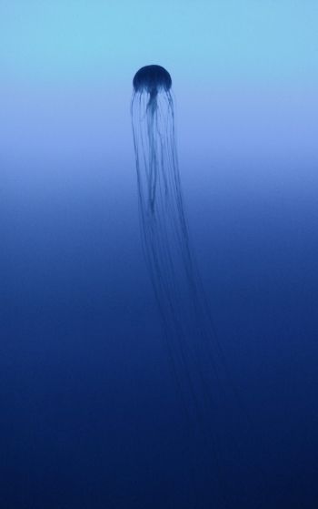Kanagawa, Japan, jellyfish, sea Wallpaper 1752x2800