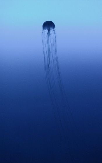 Обои 800x1280 Канагава, Япония, медуза, море