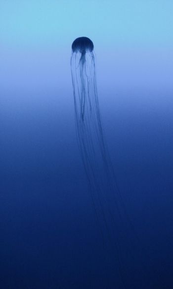 Обои 1200x2000 Канагава, Япония, медуза, море