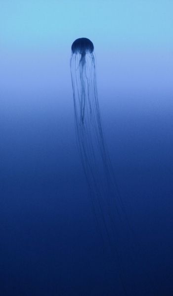 Обои 600x1024 Канагава, Япония, медуза, море