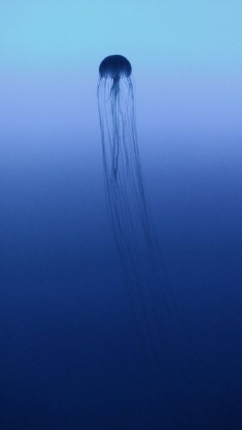 Обои 640x1136 Канагава, Япония, медуза, море