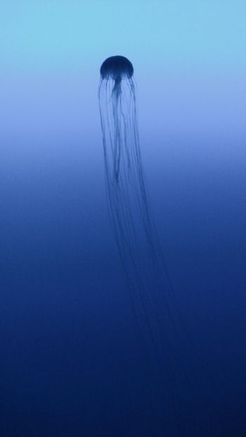 Обои 1080x1920 Канагава, Япония, медуза, море