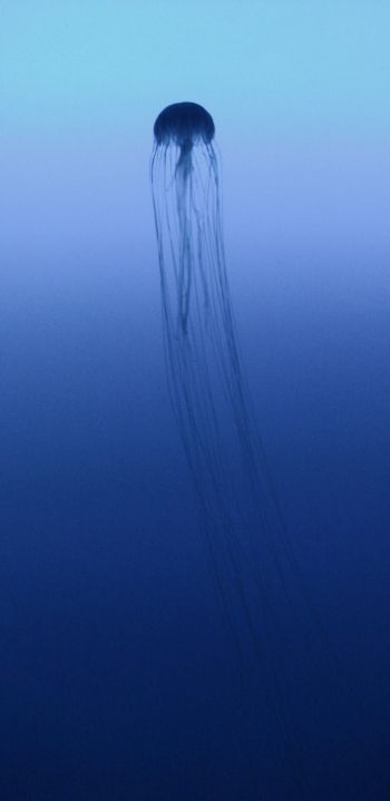 Обои 1080x2220 Канагава, Япония, медуза, море