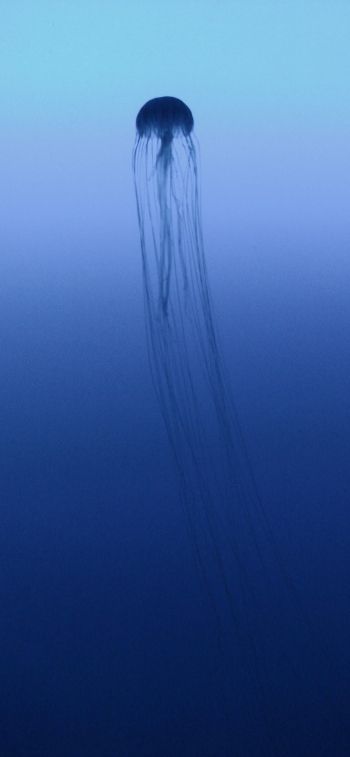 Обои 1170x2532 Канагава, Япония, медуза, море